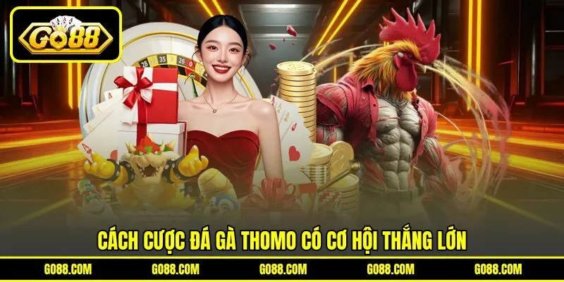 Cách cược đá gà Thomo có cơ hội thắng lớn