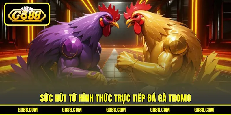 Sức hút từ hình thức trực tiếp đá gà Thomo